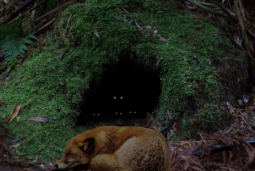 hd wallpaper, fox, beautiful nature, den, nature, forest, cave, nature background, nature wallpaper, babies, new